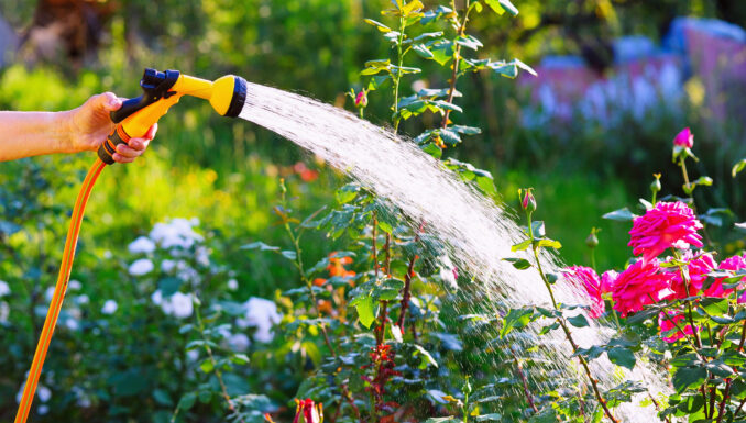 Summer Watering Tips for Healthy and Lush Gardens
