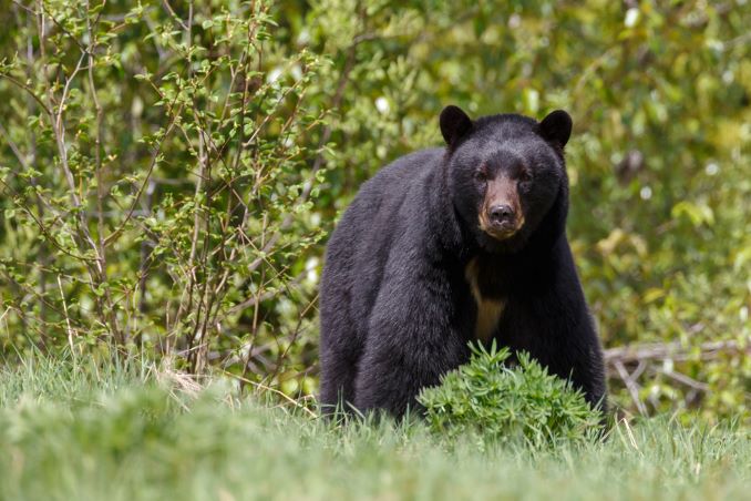Black bear encounters in Bergen County