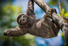 Cute sloth! The Bergen County Zoo, located within Van Saun County Park in Paramus, New Jersey, is currently open and ready to share its remarkable and diverse mix of wildlife while also helping instill a sense of appreciation and understanding of wildlife and wild places. Read more on mybergen.com!