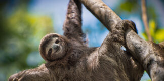 Cute sloth! The Bergen County Zoo, located within Van Saun County Park in Paramus, New Jersey, is currently open and ready to share its remarkable and diverse mix of wildlife while also helping instill a sense of appreciation and understanding of wildlife and wild places. Read more on mybergen.com!