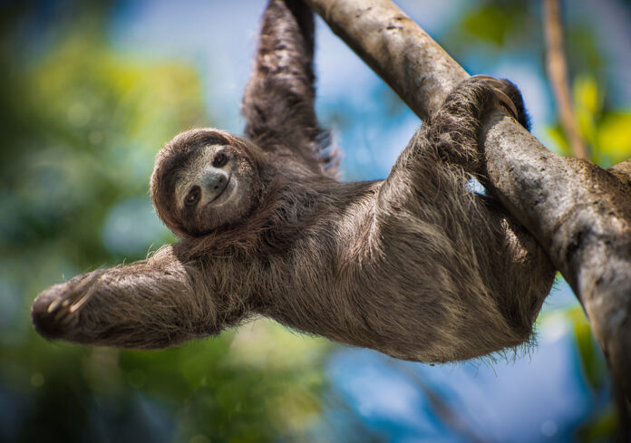 Cute sloth! The Bergen County Zoo, located within Van Saun County Park in Paramus, New Jersey, is currently open and ready to share its remarkable and diverse mix of wildlife while also helping instill a sense of appreciation and understanding of wildlife and wild places. Read more on mybergen.com!