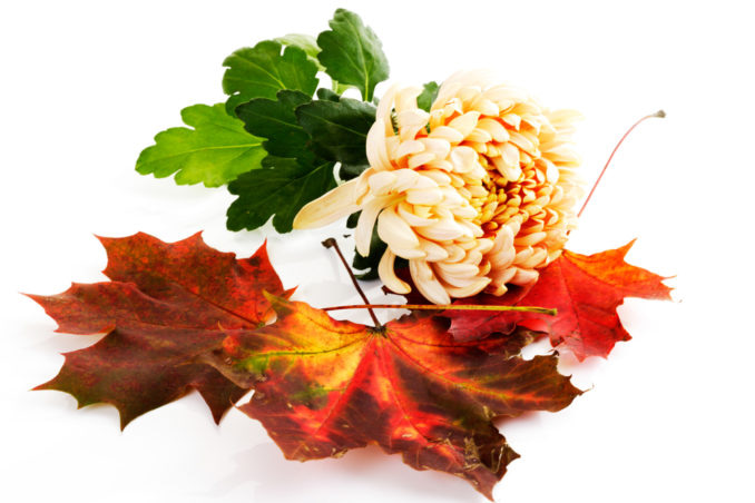 Garden Club of Harrington Park Thanksgiving Floral Workshop. Find details on mybergen.com.