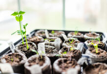 Get a Head Start on Spring: Tips for Starting Seeds Indoors Helpful Tips to Start Your Garden from Seeds this Spring
