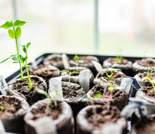 Helpful Tips to Start Your Garden from Seeds this Spring