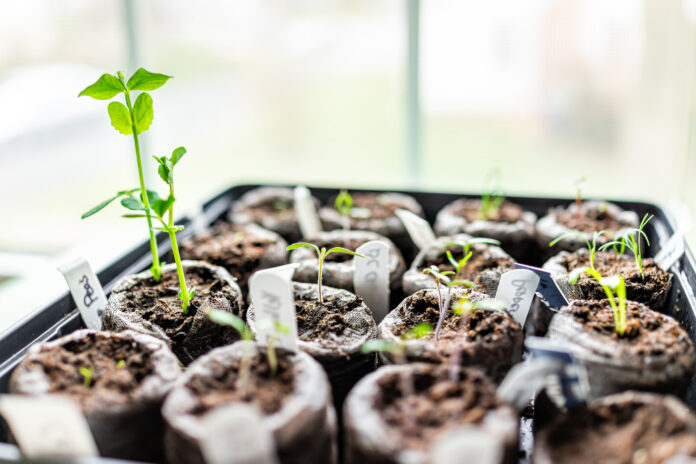Helpful Tips to Start Your Garden from Seeds this Spring