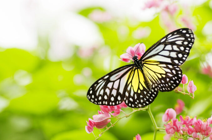 Butterfly Day at DeKorte Park in Lyndhurst. Details on mybergen.com.