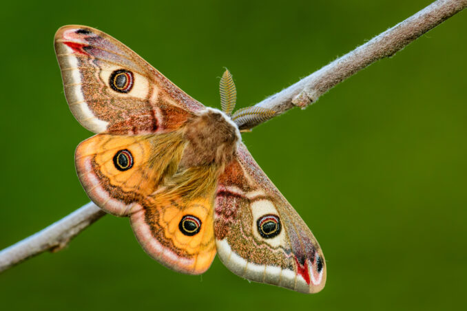Moth Night at Lorrimer Sanctuary in Franklin Lakes. Details on mybergen.com.