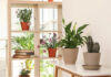 Benefits of indoor plants! Details on mybergen.com.