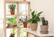 Benefits of indoor plants! Details on mybergen.com.