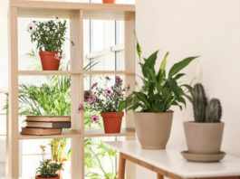 Benefits of indoor plants! Details on mybergen.com.