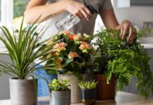 How to Bring Outdoor Plants Indoors for the Colder Months How to bring your plants indoors to prepare for the colder months. Get details on mybergen.com.