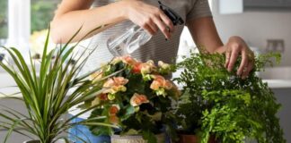 How to bring your plants indoors to prepare for the colder months. Get details on mybergen.com.