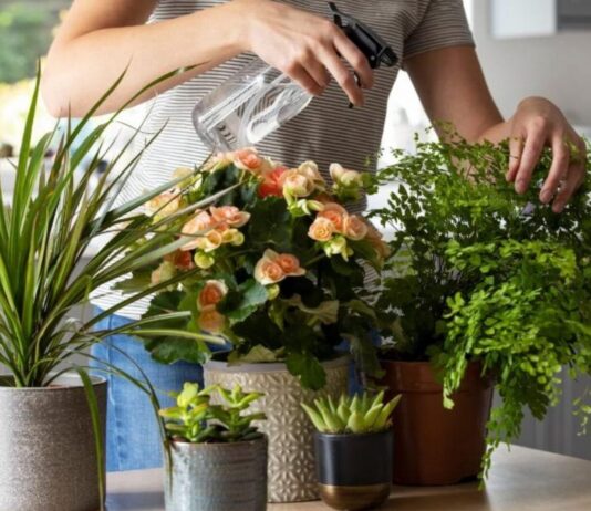 How to bring your plants indoors to prepare for the colder months. Get details on mybergen.com.