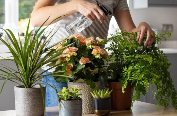How to bring your plants indoors to prepare for the colder months. Get details on mybergen.com.