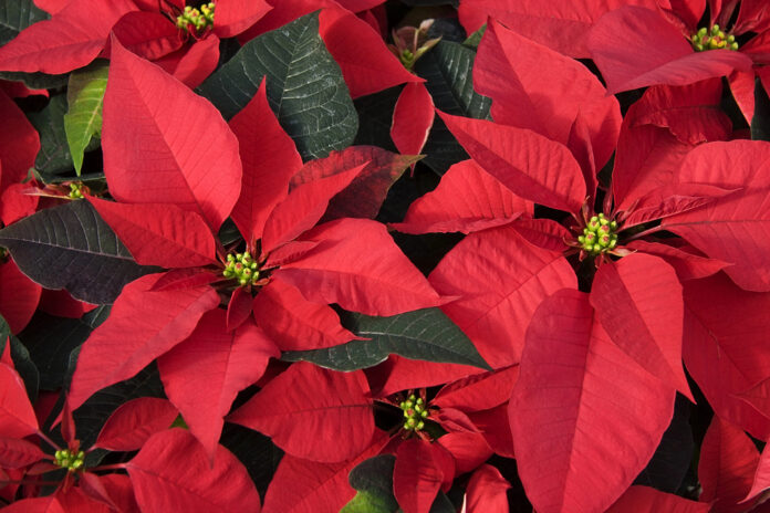 How to care for Poinsettias. Get details on mybergen.com.