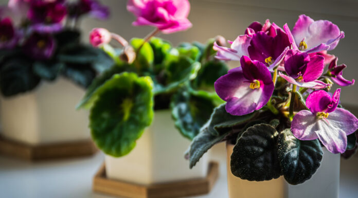 Benefits of indoor house plants. Get details on mybergen.com.