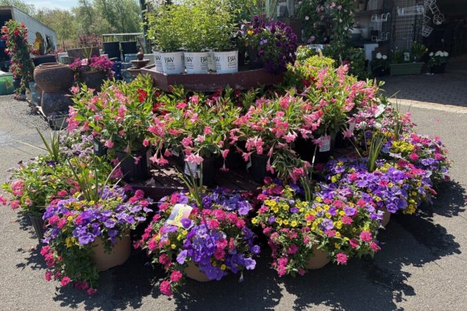 Spring Garden Tips: Long-Lasting Hanging Baskets for Mother’s Day and Beyond