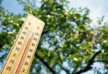 Tips to keep plants healthy, safe, and thriving during a heat wave.