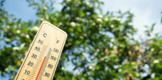 Tips to keep plants healthy, safe, and thriving during a heat wave.