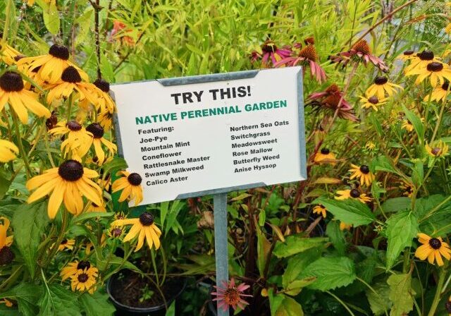 Find out why native plants are good for your garden on mybergen.com.