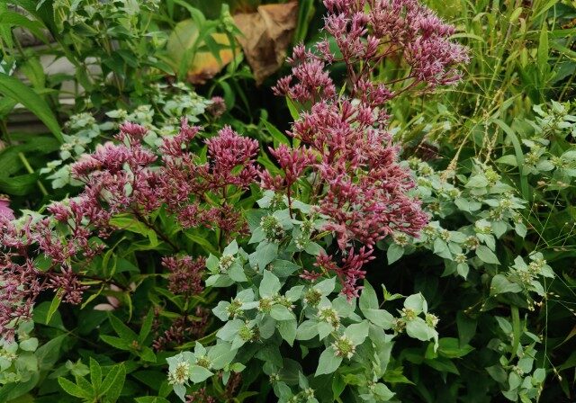Find out why native plants are good for your landscape. Read more on mybergen.ocm.
