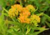 Why Native Plants are Good for Your Garden. Read more on mybergen.com.