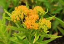 Why Native Plants are Good for Your Garden. Read more on mybergen.com.