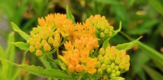 Why Native Plants are Good for Your Garden. Read more on mybergen.com.