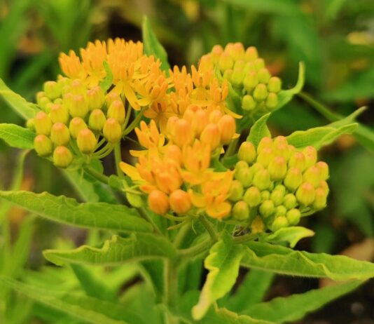 Why Native Plants are Good for Your Garden. Read more on mybergen.com.