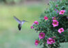 How to Attract Hummingbirds to Your Garden: Tips From Down to Earth Living