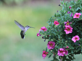 How to Attract Hummingbirds to Your Garden: Tips From Down to Earth Living