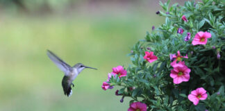 How to Attract Hummingbirds to Your Garden: Tips From Down to Earth Living