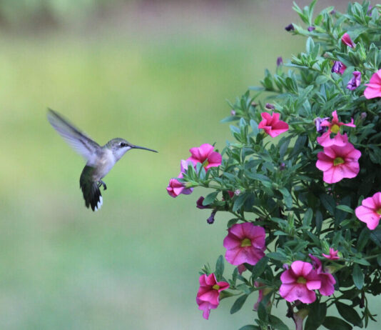How to Attract Hummingbirds to Your Garden: Tips From Down to Earth Living