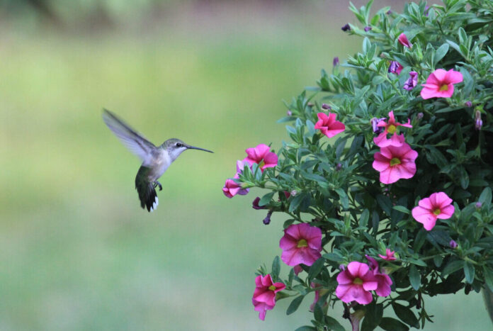 How to Attract Hummingbirds to Your Garden: Tips From Down to Earth Living