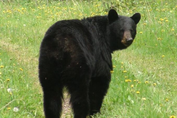 Black bears in Enlewood and Teaneck NJ