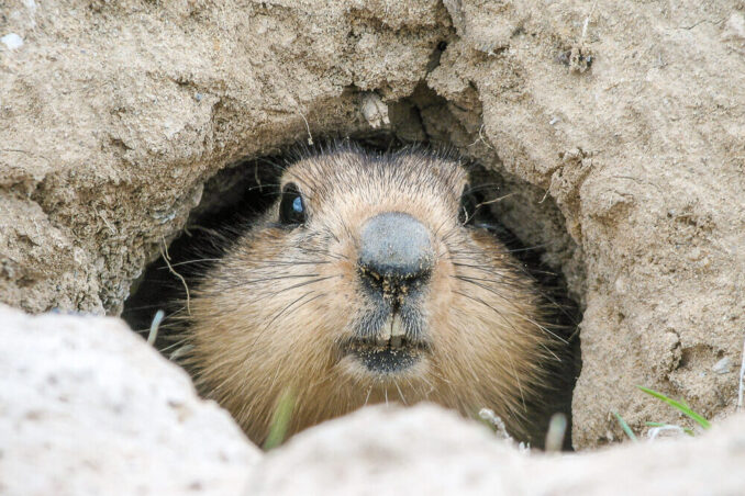 Hibernation Happenings Program at Tenafly Nature Center