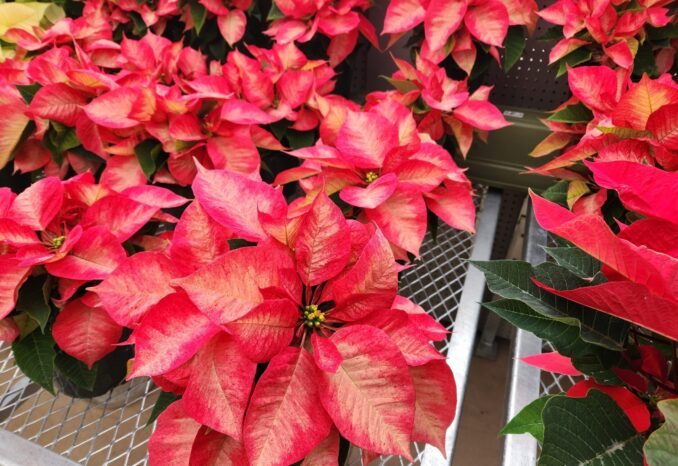 Tips to keep your pointsettias looking beautiful all season long.