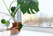 Bergen County area garden news