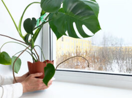 Bergen County area garden news