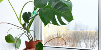 Bergen County area garden news