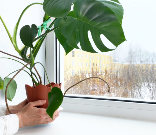 Bergen County area garden news