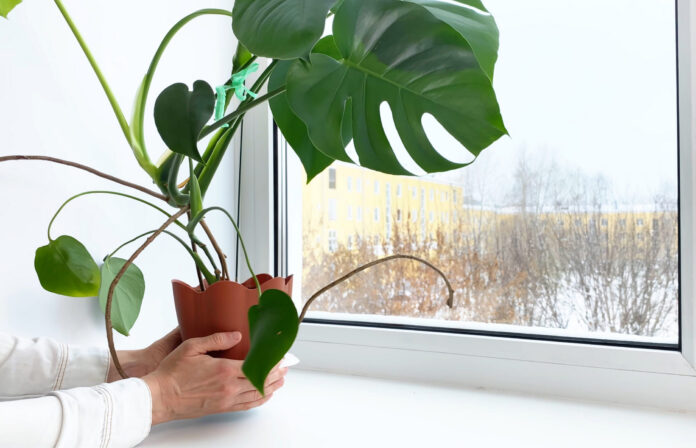 Bergen County area garden news