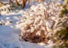 Stay Ahead of Spring with This Winter Garden Care Checklist from Down to Earth Living Winter Plant Care Tips from Down to Earth Living.