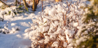 Stay Ahead of Spring with This Winter Garden Care Checklist from Down to Earth Living Winter Plant Care Tips from Down to Earth Living.