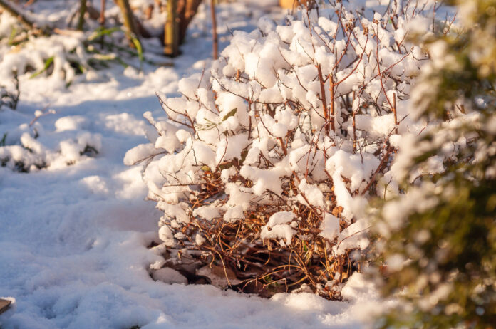 Winter Plant Care Tips from Down to Earth Living.