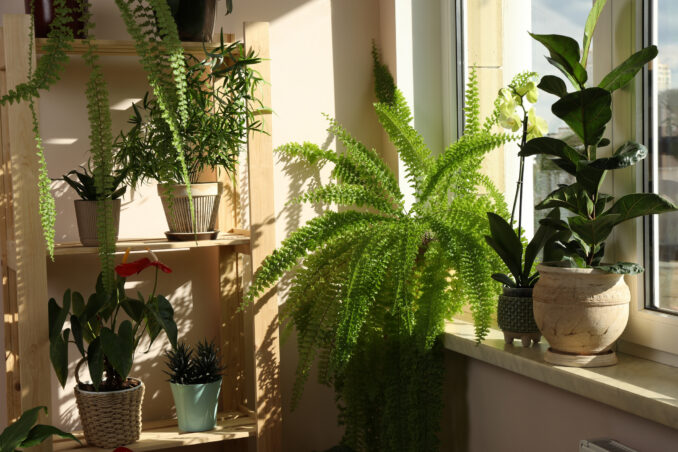 Benefits of indoor plants. Details on mybergen.com.