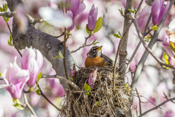 Mother's Day Bird Walk at Lorrimer Sanctuary in Franklin Lakes. Get Details on mybergen.com.