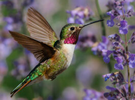 How to attract hummongbirds to your garden. Read more on mybergen.com.