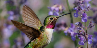 How to attract hummongbirds to your garden. Read more on mybergen.com.