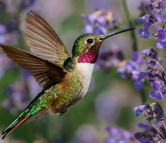 How to attract hummongbirds to your garden. Read more on mybergen.com.